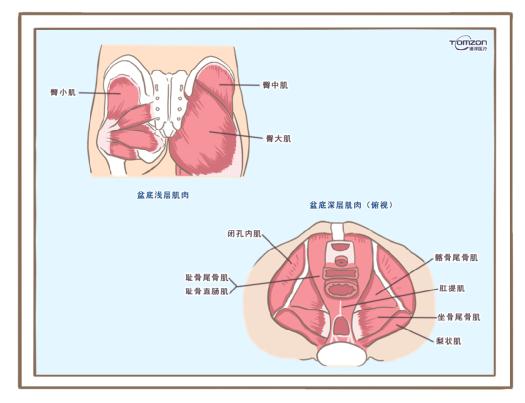 盆底訓練儀是否可以清除盆腔內(nèi)的毒素？