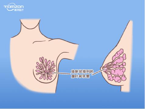 盆底康復治療儀能幫助女性乳房哪些問題？